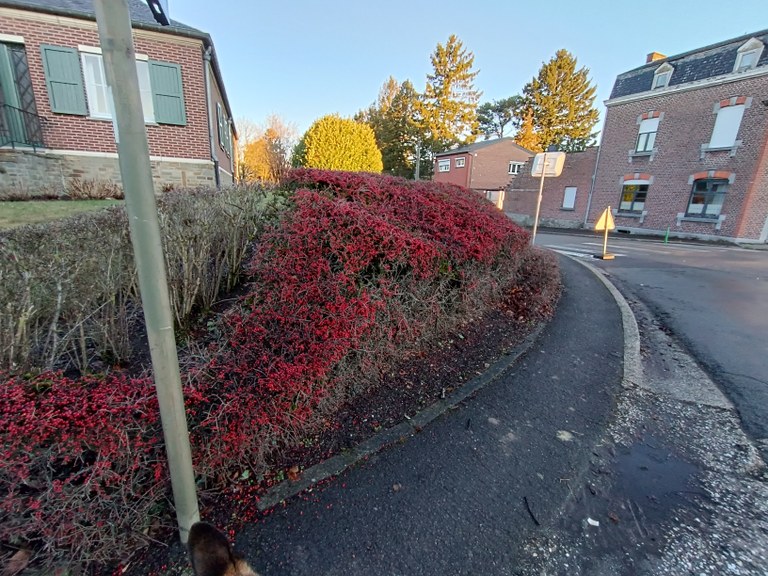 Patrimoine Croix de Bourgogne cachée dans buisson - Haccour Philippe (3).jpg
