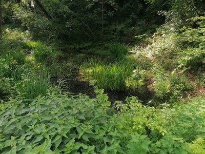 Mare entre Val-Dieu et Aubel