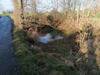Mare le long du chemin de Maeshof