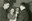 St-Hubert 1955 Date inconnue Le Gymkhana à ses débuts Mme Yvonne Hanssen épouse PIrenne 045.jpg