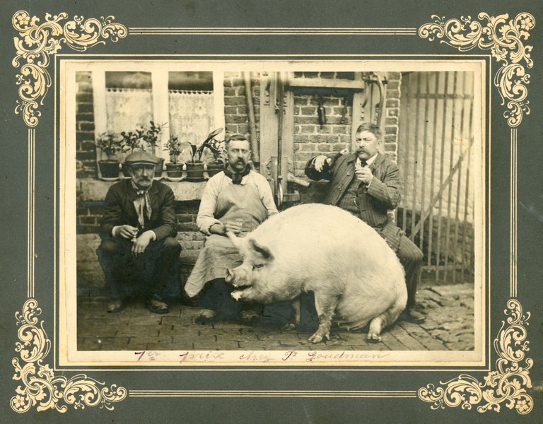 Le tueur de porcs